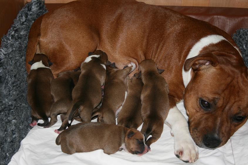 puppies of Chess